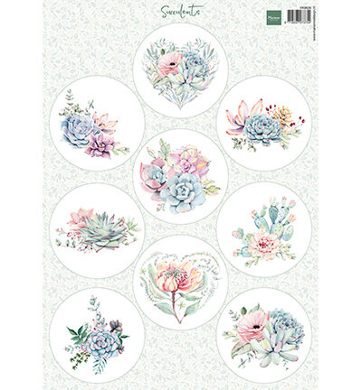 Succulents